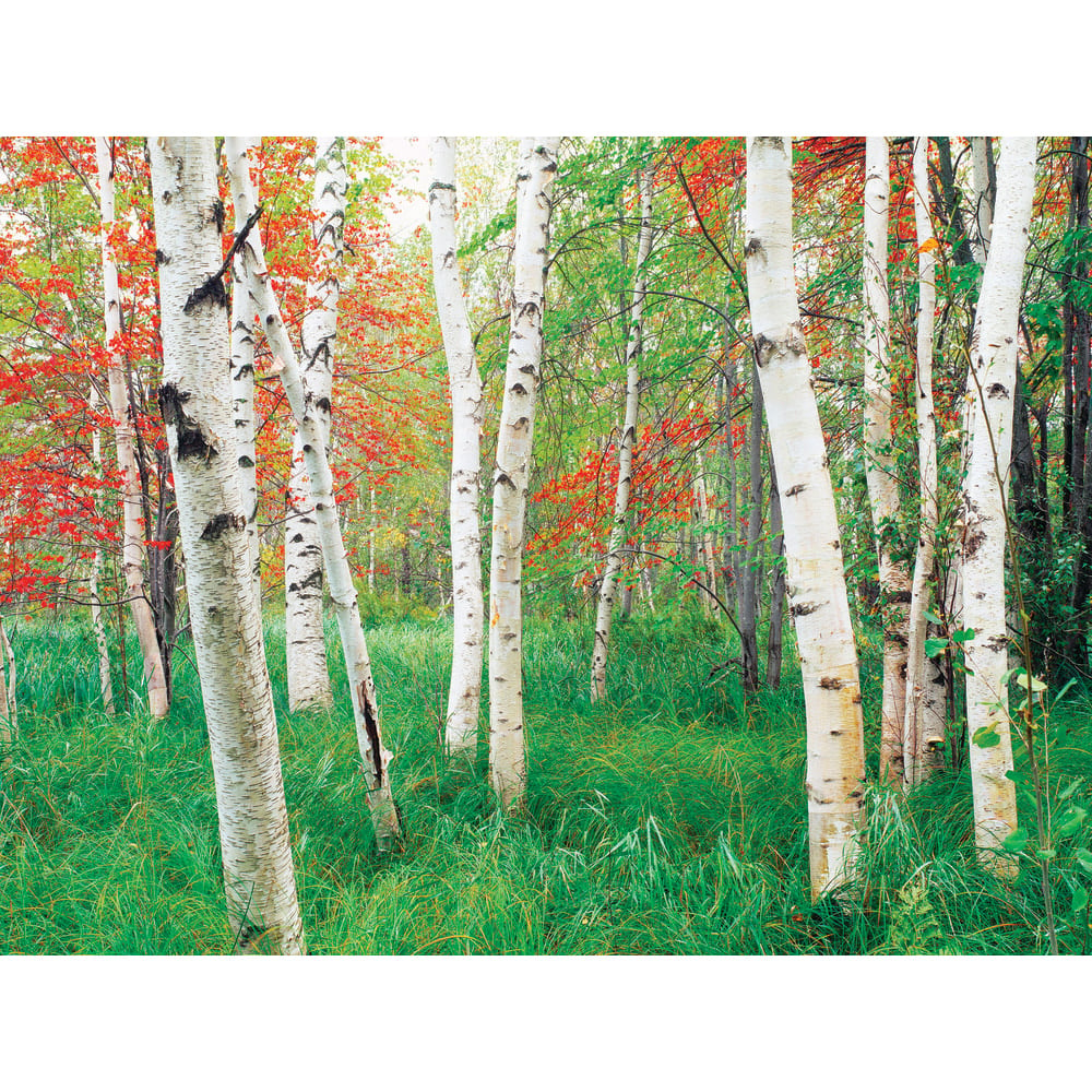 Biggies Landscape/Seascape Mural, 32in x 24in, Unframed, Aspen (Min Order Qty 2) MPN:BG-WM-AGV-32