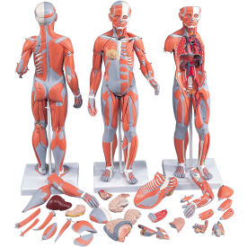 3B® Anatomical Model - 1/2 Life Size Complete Dual Sex Muscle Figure 33-Part 12-4805