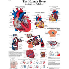 3B® Laminated Anatomical Heart Chart 20