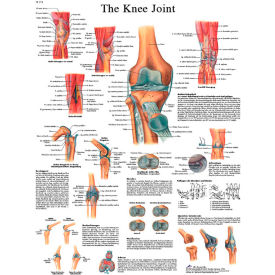 3B® Anatomical Chart - Knee Joint Sticky Back 12-4611S