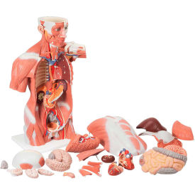 3B® Anatomical Model - Life Size Muscle Torso 27-Part 12-4599