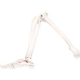 3B® Anatomical Model - Loose Bones Leg Skeleton Right 12-4586R