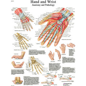 3B® Anatomical Chart - Hand & Wrist Paper 12-4609P