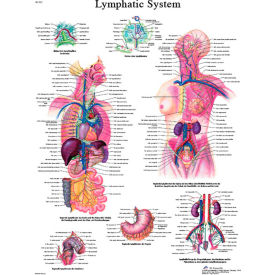 3B® Anatomical Chart - Lymphatic System Paper 12-4613P