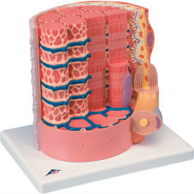 3B® Anatomical Model - Microanatomy™ Muscle Fiber - 10000 Times Magnified 12-4559