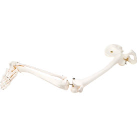 3B® Anatomical Model - Loose Bones Leg Skeleton with Hip Right 12-4587R