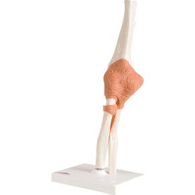 3B® Anatomical Model - Functional Elbow Joint 12-4512