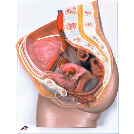 3B® Anatomical Model - Female Pelvis 3-Part with Ligaments 12-4573