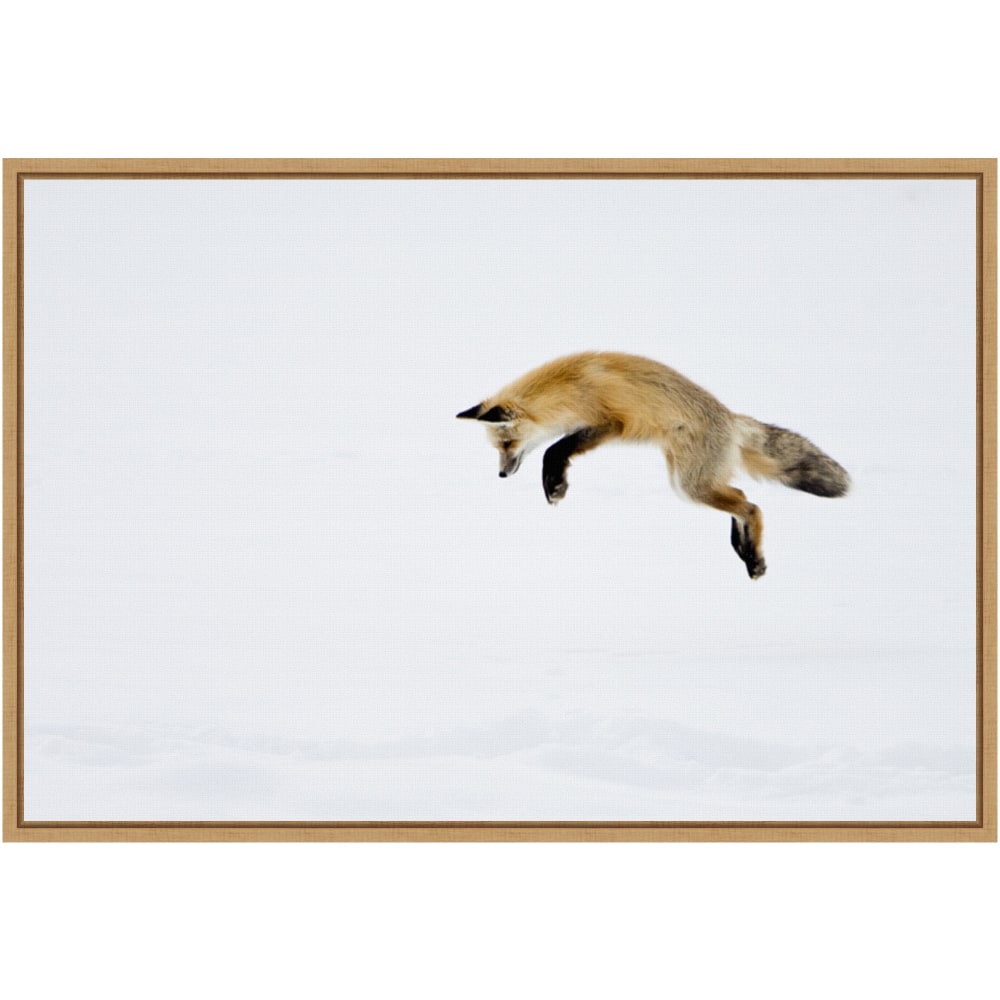 Amanti Art Red Fox in Snow by Deborah Winchester Framed Canvas Wall Art Print, 23in x 16in, Maple MPN:A42705339712