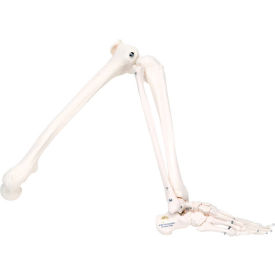 3B® Anatomical Model - Loose Bones Leg Skeleton Left 12-4586L