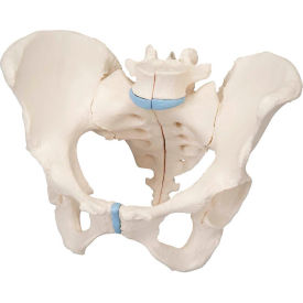 3B® Anatomical Model - Female Pelvis 3-Part 12-4572