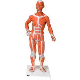 3B® Anatomical Model - 1/4 Life Size Muscle Figure 2-Part 12-4801