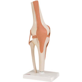 3B® Anatomical Model - Functional Knee Joint 12-4511