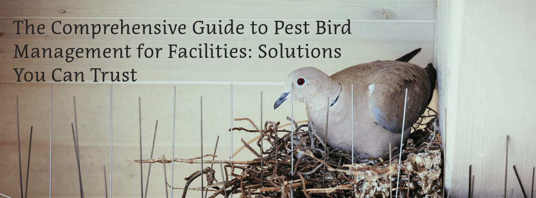 Pest Bird Management